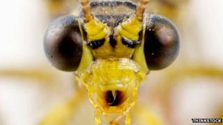 Ant