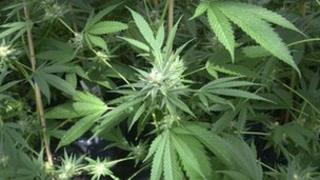 Cannabis plants