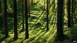 Coniferous forest