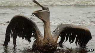 Пеликан, пострадавший от нефти в Луизиане, июнь 2010 г.