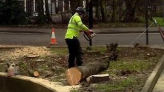 Worker cuts trees in Northampton