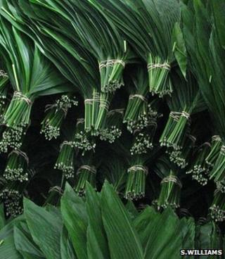 Cut xate leaves (Image: Sophie Williams)