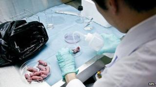 Nude mice in research lab