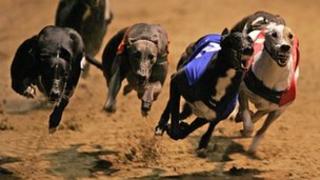 Greyhounds racing