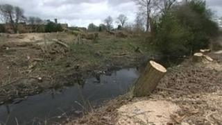 Felled trees in Stafford