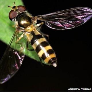 Hover fly