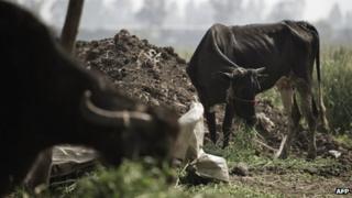 Cows and buffalo eat in a farm in Ezbet al-Galayla on the outskirts of Berket al-Sabaa village in the Egyptian Nile delta