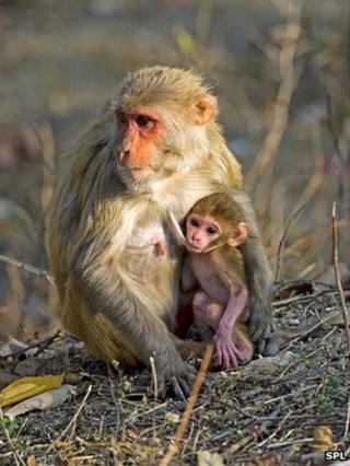 Rhesus macaques