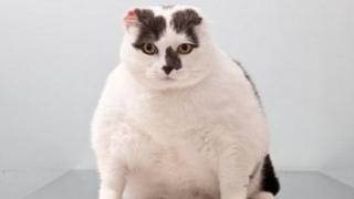A fat cat