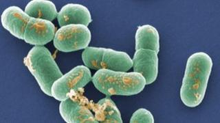 Listeria bacteria