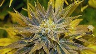 Cannabis plant