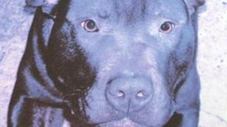 Lennox, the pit bull