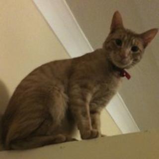 Paulo the cat
