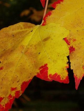 Autumnal Acer leaves (Image: BBC)