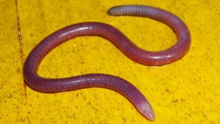 Caecilian species