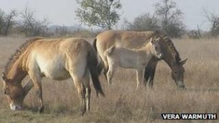 Przewalski’s horses, the closest wild relatives of the domestic horse