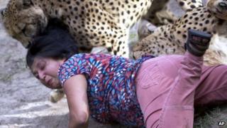 Cheetah mauling Violet D'Mello