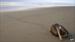 A dying pelican on a beach in northern Peru
