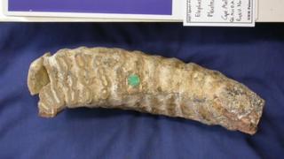 Mammoth tooth