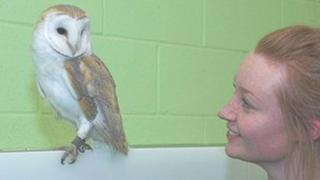 Barn owl