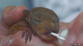 Squirrelly