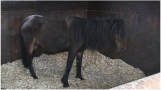 The mare that was attacked