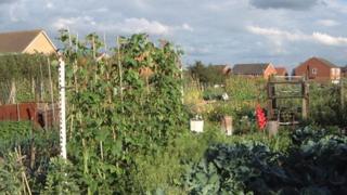 Bramley Allotments near Rotherham, South Yorkshire