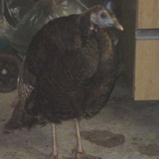 Twrci