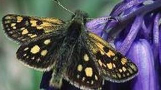 Chequered Skipper