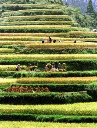 Террасные поля, Китай (Изображение: AP)