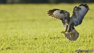 Buzzard