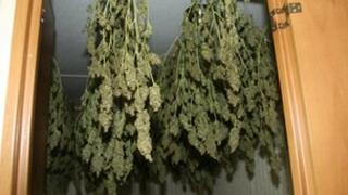 Cannabis drying