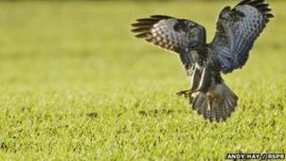 Buzzard