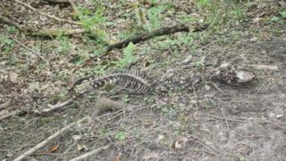 Deer skeleton