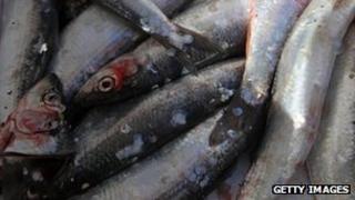 Herrings (generic image)