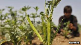 Guar beans