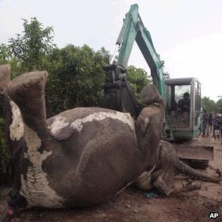 Мертвый слон отбуксирован экскаватором
