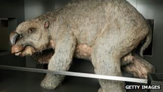 A reconstructed model of a diprotodon at the Australian Museum in Sydney