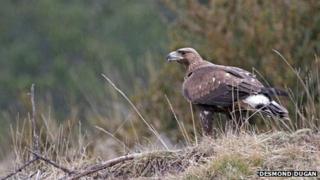Golden eagle