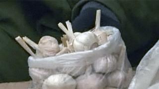 Chinese garlic