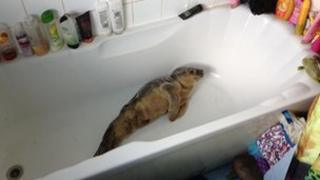 Seal pup in bath