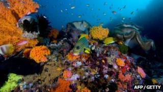 Coral reef scene in Raja Ampat Islands