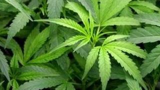 cannabis generic picture