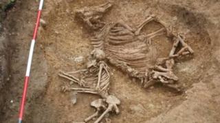 Anglo-Saxon grave of woman and cow