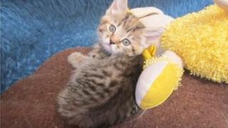 Kitten