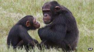 Chimpanzees sit in an enclosure at the Chimp Eden rehabilitation centre, near Nelspruit, South Africa