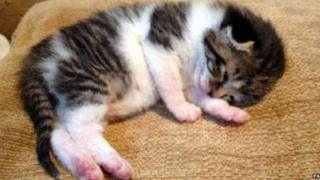 Lucky the kitten