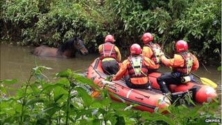 Molly the horse being rescued from the river Douglas