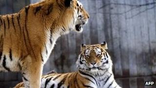 A 2005 photograph of tigers at Copenhagen Zoo