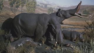 Artist's impression of Amebelodon